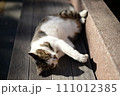 山梨県庁の地域猫 111012385