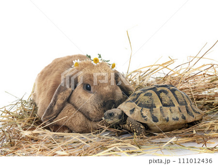 rabbit and turtle in studio 111012436