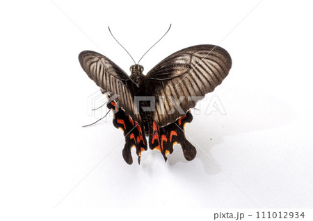 butterfly on white flower isolated on white background with clipping path 111012934