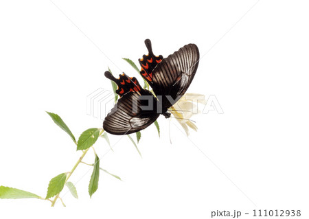 butterfly on white flower isolated on white background with clipping path 111012938
