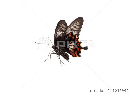 butterfly on white flower isolated on white background with clipping path 111012949