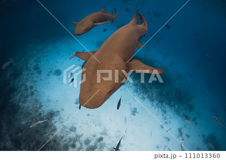 Nurse sharks swims in tropical ocean. Sharks in Maldives Nurse sharks swims in tropical ocean. Sharks in Maldives 111013360