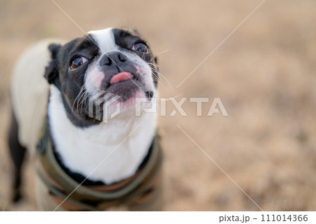 ボストンテリア 111014366