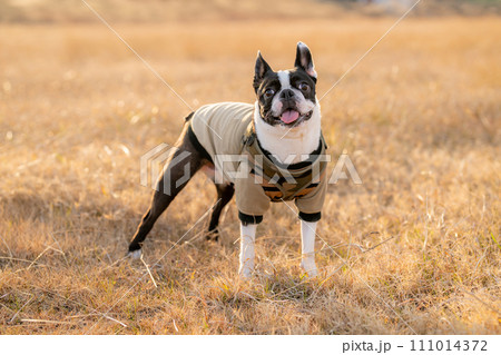 ボストンテリア 111014372