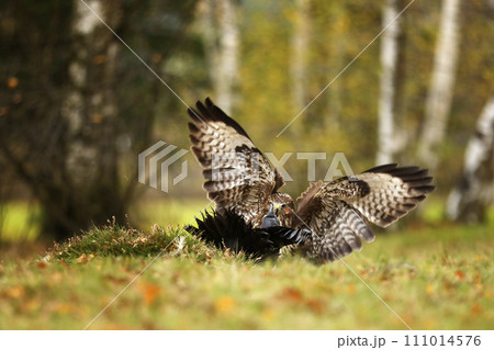 Common buzzard (Buteo buteo ) and common raven Corvus corax. on summer meadow. Fight for prey 111014576