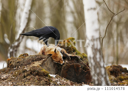 Black common raven approaching dead red fox laying on the stone Black common raven approaching dead red fox laying on the stone 111014578