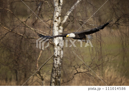 Bald Eagle, Haliaeetus leucocephalus, flying bird of prey with white head, yellow bill. Autumn scene Bald Eagle, Haliaeetus leucocephalus, flying bird of prey with white head, yellow bill. Autumn scene 111014586