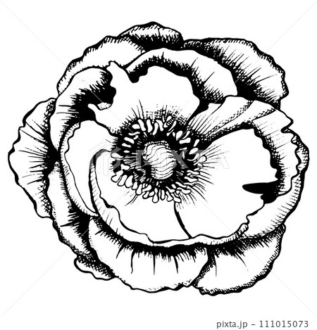 Peony flower opened, top view. Graphic botanical illustration hand drawn in black ink. Romantic floral Element for wedding stationary, greetings cards, invitation.EPS vector Peony flower opened, top view. Graphic botanical illustration hand drawn in black ink. Romantic floral Element for wedding stationary, greetings cards, invitation.EPS vector 111015073