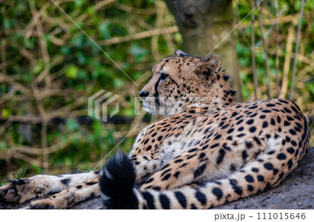 Portrait of a cheetah lying on top of a stone 111015646