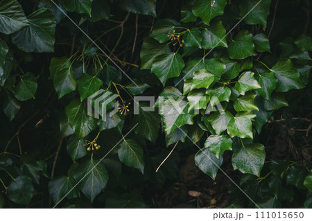 Lush Green Ivy Leaves Covering a Wall in Dim Natural Light Lush Green Ivy Leaves Covering a Wall in Dim Natural Light 111015650