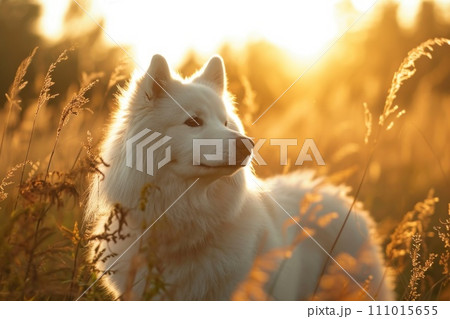 AI-generated content. Samoyed dog standing in a field of tall grass during golden hour, with warm sunlight. Generative AI 111015655