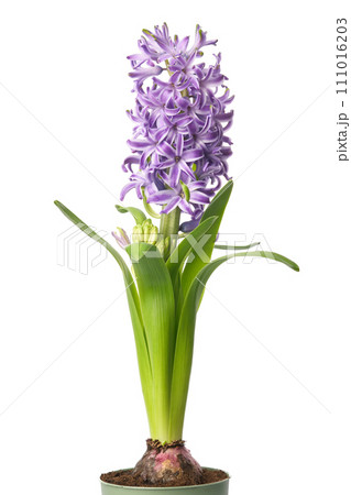 Blue hyacinthus flower in pot. Potted hyacinth isolated on white background. 111016203