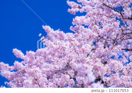 【桜素材】龍巌淵の桜と青空【静岡県】 【桜素材】龍巌淵の桜と青空【静岡県】 111017053
