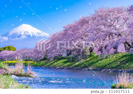 【桜吹雪素材】静岡県富士市の潤井川の桜・龍巌淵の桜吹雪【静岡県】 111017111