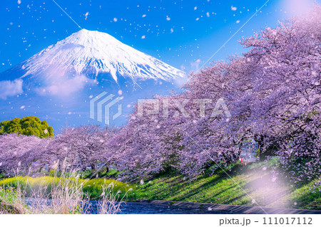 【桜吹雪素材】静岡県富士市の潤井川の桜・龍巌淵の桜吹雪【静岡県】 111017112