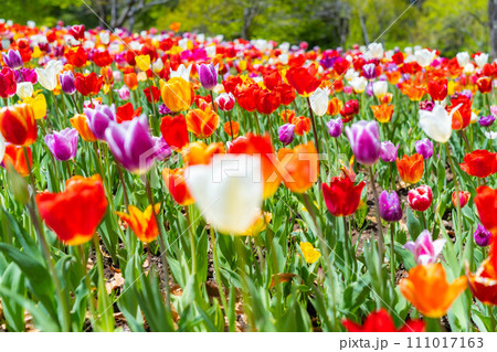 【花素材】一面のチューリップ畑【長野県】 111017163