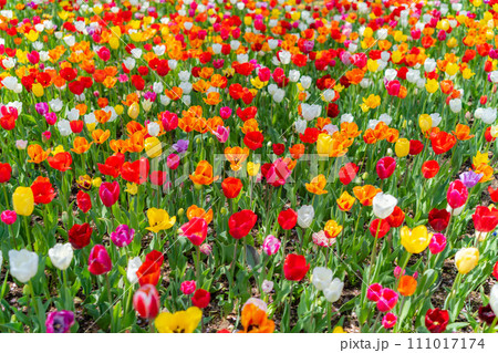 【花素材】一面のチューリップ畑【長野県】 111017174