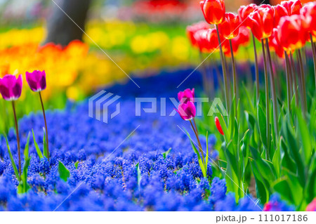 【花素材】一面のチューリップ畑【長野県】 111017186