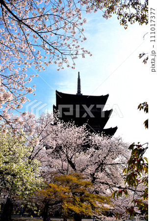 京都市 東寺(世界遺産)に咲く桜と五重塔 京都市 東寺(世界遺産)に咲く桜と五重塔 111017377