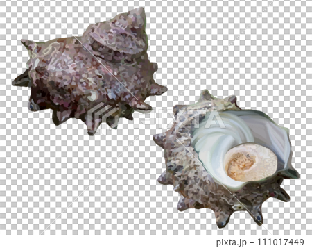 2 turban shells (back and front) 111017449