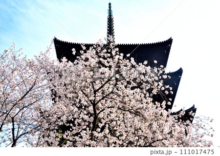 京都市 東寺（世界遺産）に咲く桜と五重塔 111017475
