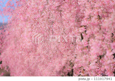しだれ桜春のイメージカット 111017941