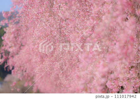 しだれ桜の春のイメージカット 111017942