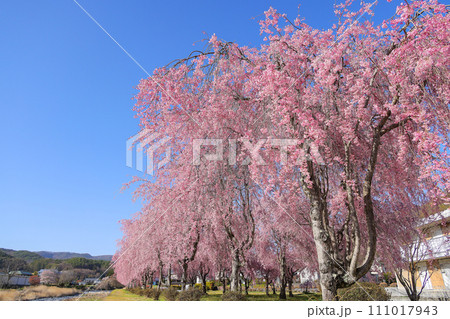 茅野市上川沿いのしだれ桜並木 111017943