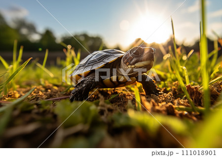 Sunlit Cute Little Turtle Outdoors Sunlit Cute Little Turtle Outdoors 111018901