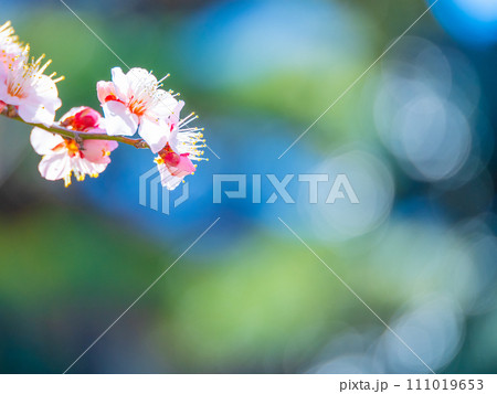 早春に咲く梅の花 早春に咲く梅の花 111019653