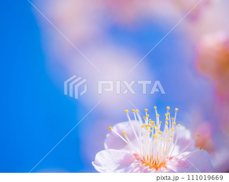 早春に咲く梅の花 早春に咲く梅の花 111019669