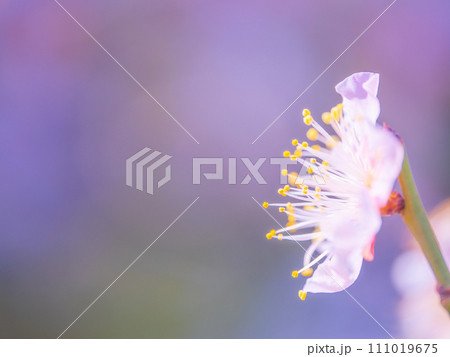 早春に咲く梅の花 111019675