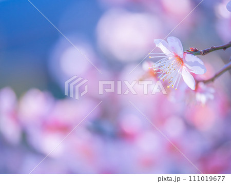 早春に咲く梅の花 早春に咲く梅の花 111019677