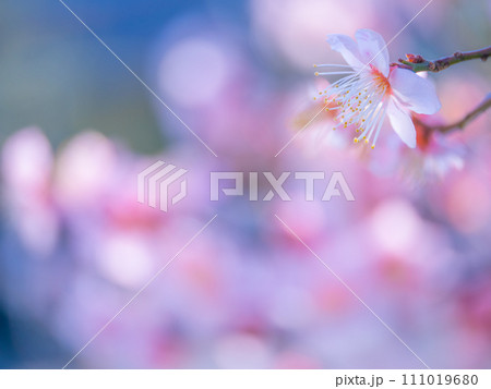 早春に咲く梅の花 早春に咲く梅の花 111019680