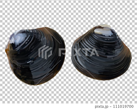 Freshwater clams (2 pieces) Freshwater clams (2 pieces) 111019700