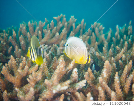 可愛いヒレナガハギ（ニザダイ科）、ミスジチョウチョウウオ（チョウチョウウオ科）の幼魚他。 111020048