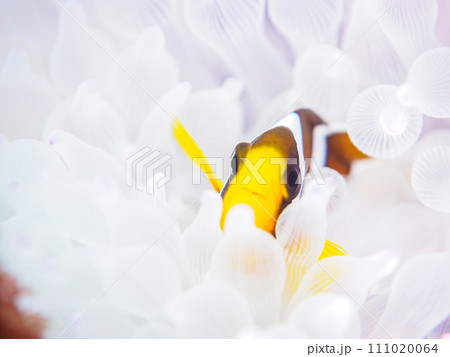 ヒリゾ浜の美しいイソギンチャクの可愛いクマノミの幼魚（クマノミ亜科）。  静岡県伊豆半島賀茂郡南伊豆 111020064