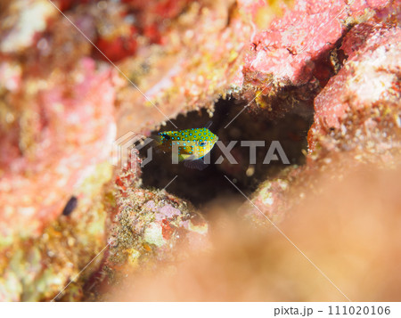 ヒリゾ浜の宝石のように美しいルリホシスズメダイ（スズメダイ科）の幼魚。  静岡県伊豆半島賀茂郡南伊豆 111020106