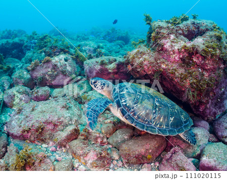 ヒリゾ浜の休憩中の美しく大きなアオウミガメ(ウミガメ科)。 静岡県伊豆半島賀茂郡南伊豆町中木から渡 ヒリゾ浜の休憩中の美しく大きなアオウミガメ(ウミガメ科)。 静岡県伊豆半島賀茂郡南伊豆町中木から渡 111020115