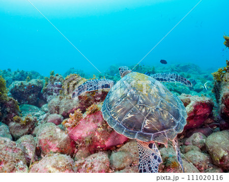 ヒリゾ浜の休憩中の美しく大きなアオウミガメ(ウミガメ科)。 静岡県伊豆半島賀茂郡南伊豆町中木から渡 ヒリゾ浜の休憩中の美しく大きなアオウミガメ(ウミガメ科)。 静岡県伊豆半島賀茂郡南伊豆町中木から渡 111020116
