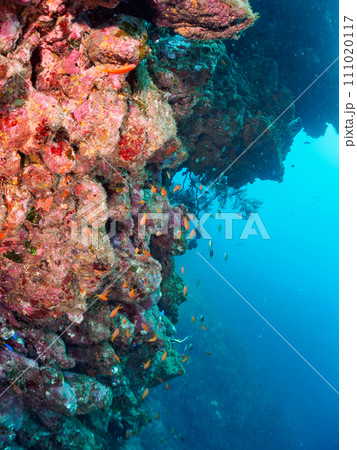 ヒリゾ浜のドロップオフの美しいキンギョハナダイ（ハナダイ亜科）、ソラスズメダイ（スズメダイ科）他群れ 111020117