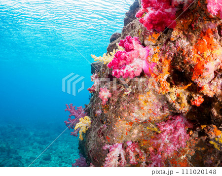大根島の美しいウミトサカ（ソフトコーラル）の群生。 111020148