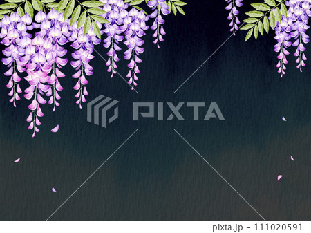 藤の花　背景 フレーム 黒背景　水彩 イラスト 111020591