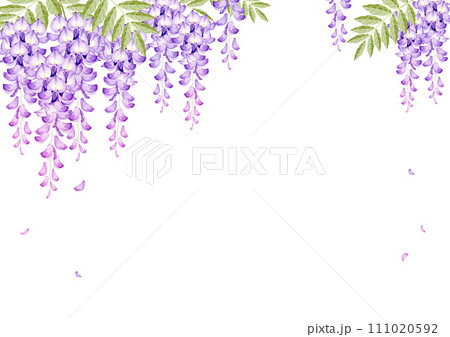 藤の花 背景 フレーム 水彩 イラスト 藤の花 背景 フレーム 水彩 イラスト 111020592