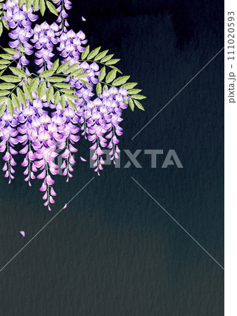 藤の花　背景 フレーム 黒背景　水彩 イラスト 111020593