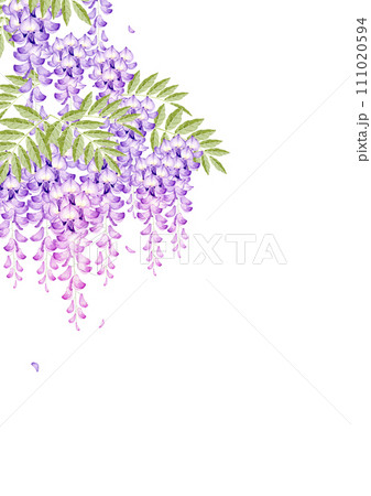藤の花 背景 フレーム 水彩 イラスト 藤の花 背景 フレーム 水彩 イラスト 111020594