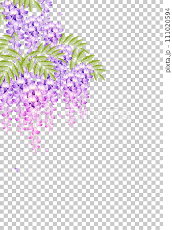 藤の花 背景 フレーム 水彩 イラスト 藤の花 背景 フレーム 水彩 イラスト 111020594