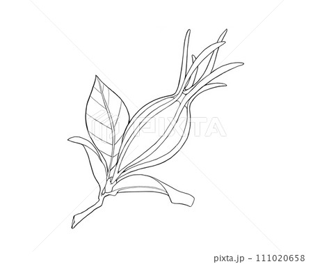 くちなしの実の線画イラスト(枝葉あり) くちなしの実の線画イラスト(枝葉あり) 111020658