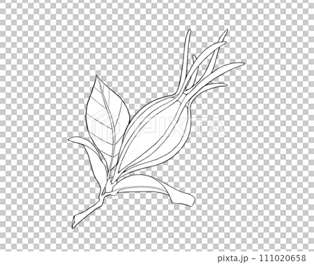 くちなしの実の線画イラスト(枝葉あり) くちなしの実の線画イラスト(枝葉あり) 111020658