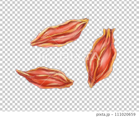 Watercolor illustration set of dried beard fruit 111020659